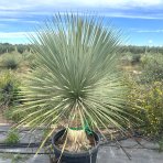 Yucca Rostrata - výška 140-160 cm, výška kmeňa: 50/60 cm, kont. C90L (-22°C) 
